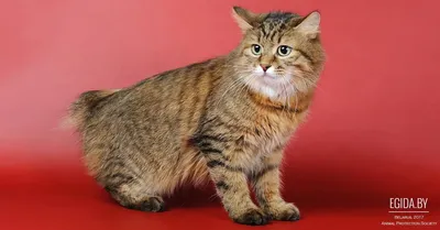 Сногсшибательное фото Курильского бобтейл кошки в webp формате