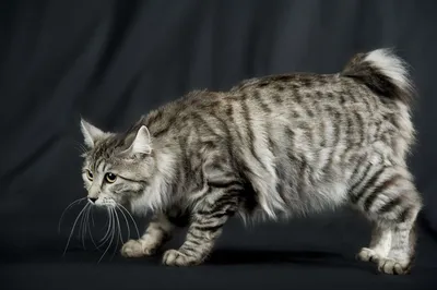 Курильский бобтейл кошка: качественное изображение для скачивания