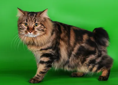 Курильский бобтейл кошка на потрясающем изображении в формате jpg