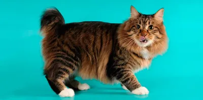 Привлекательная картинка Курильского бобтейл кошки в png формате