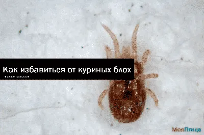 Блохи у кур-несушек: откуда берутся и как понять, что это именно блохи |  Куриная жизнь от А до Я | Дзен