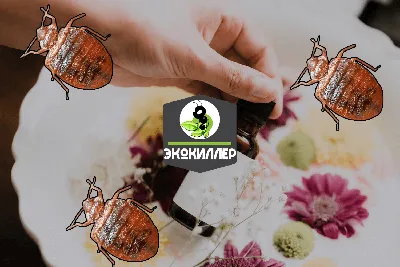 Куриные (птичьи) клещи – это относительно крупные паразиты с телом овальной  формы красновато-коричневого цвета и белыми пятнами на… | Instagram