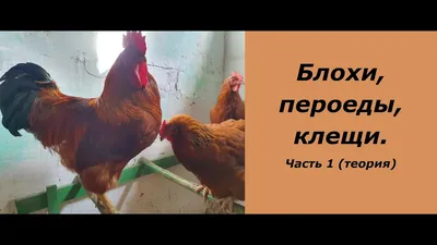 Почему блохи опасны для кур, какие признаки, как лечить | Куриная жизнь от  А до Я | Дзен