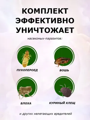 Спасение для птицеводов - лайфхак, как избавиться от вшей у куриц — УНИАН