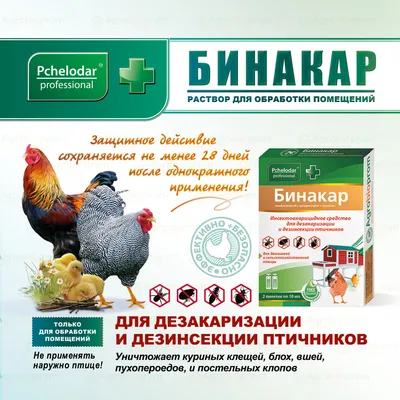 Эффективное уничтожение куриного клеща в Пскове | Защитите своих птиц от  вредителей