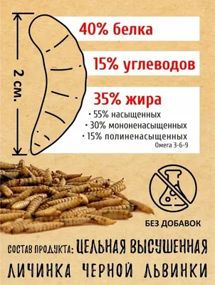 Куриные блохи: бомба замедленного действия