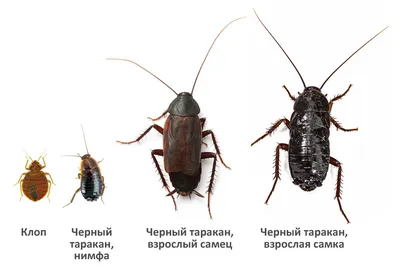 Курица Кунг Пао)Довольно реалистичные 100 шт. поддельные тараканы  поддельные тараканы отличный способ разыграть – лучшие товары в  онлайн-магазине Джум Гик