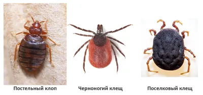Опасны ли постельные клопы для домашних животных?