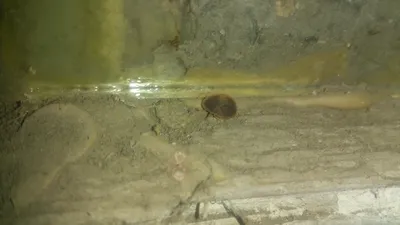 Сколько живут клопы и как долго они могут обходиться без пищи
