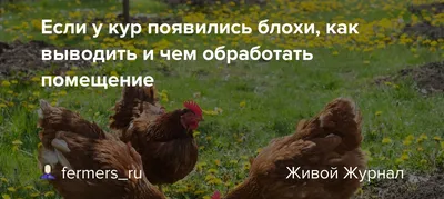 Концентрат эмульсии Дельцид в ампулах для с/х животных - «Если вы держите  кур, то вам полезно знать, как с помощью препарата Дельцид избавиться от  куриных блох. И прочей ползающей и летающей гадости: