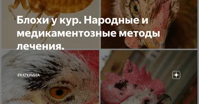 ХЕЛП! Что за клопы? Опасны ли?! | Fermer.Ru - Фермер.Ру - Главный  фермерский портал - все о бизнесе в сельском хозяйстве. Форум фермеров.