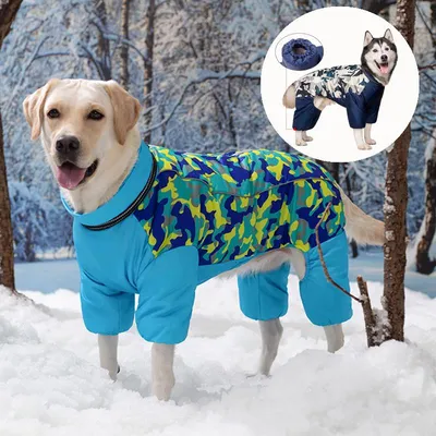 Куртки для собак фото фотографии