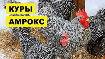 Как выглядит порода кур \"амрокс\"?» — Яндекс Кью
