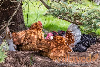 Куры породы Геркулес: описание, фото, характеристика