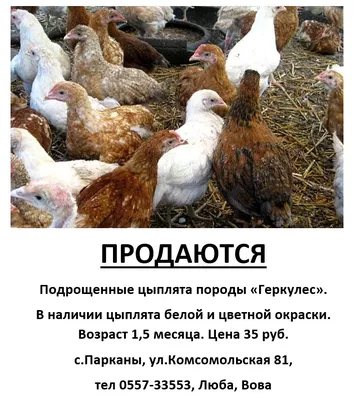 Продаются цыплята Геркулес, 1,5 мес, 35 руб, Парканы