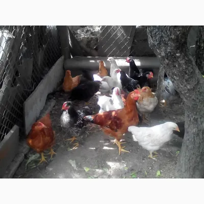 Цыплята домашние мясо-яичной породы ГЕРКУЛЕС живым весом г.Беляевка —  Agro-Ukraine