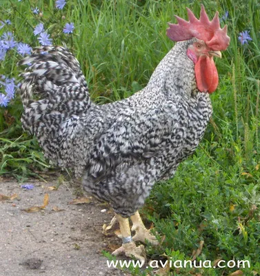 Домашняя птица - инкубационные яйца, цыплята, индюшата