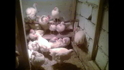 Продам/купить суточные цыплята кур породы Геркулес — Agro-Ukraine