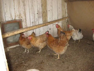 Обзор, быстро растущих цыплят породы Геркулес белый и Адлер серебристый. -  YouTube