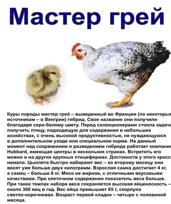 Выбираем кур: породы, кроссы,.. - #117 от пользователя Quimens1 -  Птицеводство - Козоводство в Украине, России, СНГ: форум, хозяйства, рынок