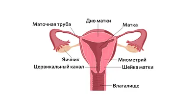 Всё о месячных: 25 ответов на глупые и стыдные вопросы - Лайфхакер