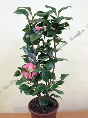 Камелия, Camellia - ЭКЗОТИКА ОТ ОЛЬГИ