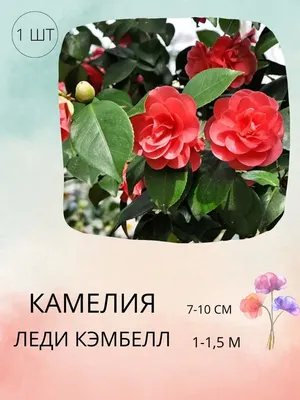 Камелия японская микс в Москве по доступным ценам. Заказать.
