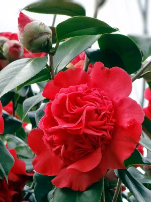 Цветок Камелии Камелия Куст - Бесплатное фото на Pixabay | Camelia,  Fertilizante para plantas, Tierra para plantas