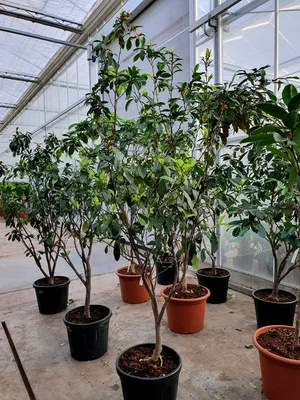 Белый куст Japonica камелии Стоковое Изображение - изображение  насчитывающей шикарно, зацветая: 174236223