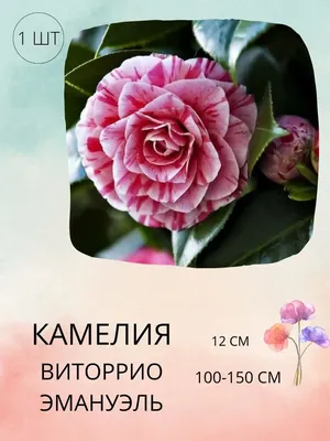 Купить Искусственные цветы 1 куст \"Мелкие камелии фиолетовые\" 13 голов, 28  см, для декора по выгодной цене в интернет-магазине OZON.ru (699697247)