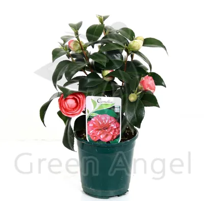 Камелии : Camellia japonica Tricolor-Камелия японская Tricolor