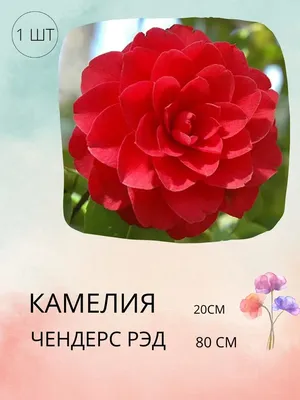 Искусственные цветы 1 куст Мелкие камелии ассорти 13 голов, 28 см, для  декора - купить в Москве, цены на Мегамаркет