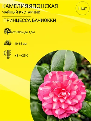 Дивные камелии в парке Южные культуры. | Сочи, море, позитив | Дзен