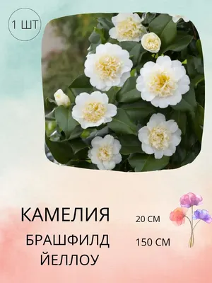 КАМЕЛИЯ ЯПОНСКАЯ Диаметр 12 см Высота 35 см: Прекрасное декоративное  растение для садов и интерьеров 🌺 Greendekor