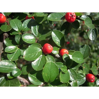 Кизильник гибридный Корал Бьюти Cotoneaster suecicus \"Coral Beauty\" купить  в Москве саженцы из питомника Greenpoint24