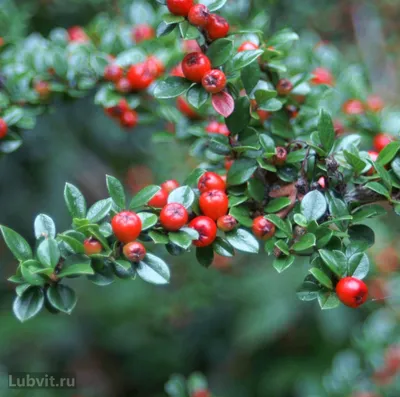 Кизильник блестящий Cotoneaster Lucidus можно купить недорого с доставкой в  питомнике Любвитский