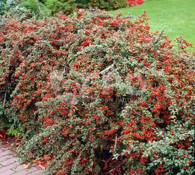 Кизильник Даммера 'Coral Beauty' - Декоративные растения, кустарники в  Москве, МО