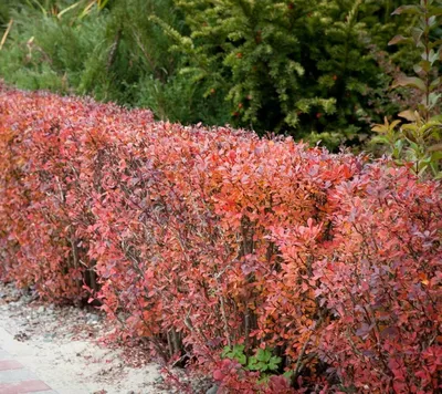 Cotoneaster salicifolius 'Parkteppich', Кизильник иволистный  'Парктеппих'|landshaft.info