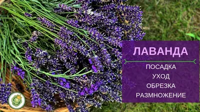 Куст Лаванды 35 см с напылением, цена за 1 куст, Выписывать кратно 5  штукам. - купить оптом и в розницу в Нижнем Новгороде | ТК Фортуна