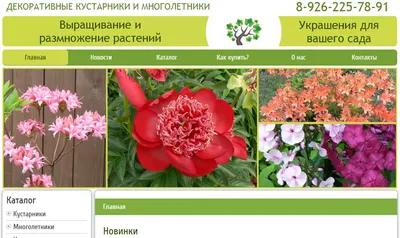 Декоративные растения (кустарники) купить в Минске в интернет-магазине с  доставкой почтой | cvetbel.by
