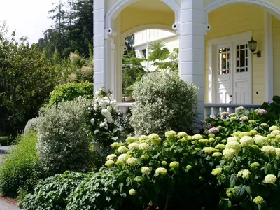 Декоративные кустарники украшают сад до осени: Общество: Облгазета