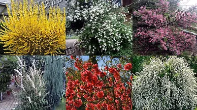 Неприхотливые цветущие кустарники | Интернет-магазин садовых растений