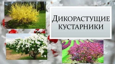 Популярные цветущие кустарники для Подмосковья