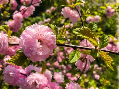 Кустарники цветущие весной фото фотографии