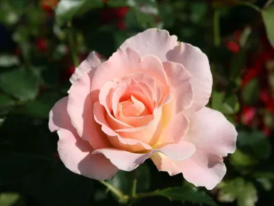 Кустарниковая роза фото фотографии