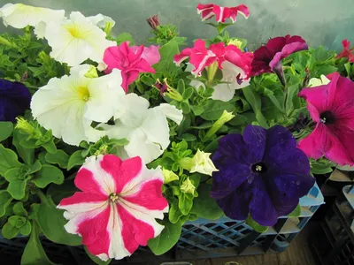 S6020 Петуния кустовая Grandiflora TriTunia Burgundy 10шт. - купить в  Москве в интернет-магазине