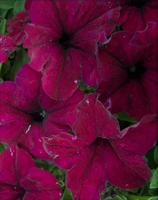 S6063 Петуния кустовая Grandiflora Dreams Red Picotee 10шт. - купить в  Москве в интернет-магазине