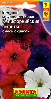 Кустовая петуния: лучшие крупноцветковые сорта и раннее цветение | Растим  цветы, плоды и ягоды 💕 | Дзен