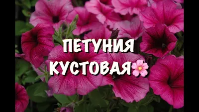 Петуния кустовая - Питомник Веселый Садовник