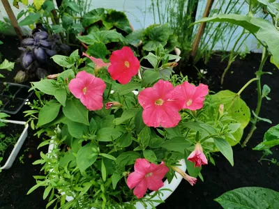 sflowergarden - Крупноцветковая кустовая петуния Дэдди ⠀... | Facebook